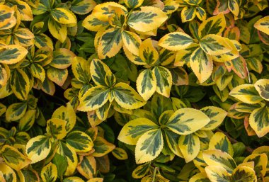 Öonymus fortune ei zümrüt ve altın işlemeli yapraklar, sarı ve yeşil yaprak, süs dalları, yeşillik arka plan. Servetler her zaman yeşil çalıları döndürür..