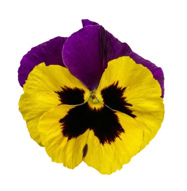 Mor ve sarı renkli nonoş çiçekleri beyaz arka planda izole edilmiş. Çiçek açan Viola wirttrockiana bitkileri tasarım için elementleri kesiyor. Kırpma yolu olan nesneyi kapat.