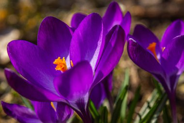 İlkbaharın başında Violet Crocus. Crocus Iridaceae. Iris Ailesi. Mor tarla çiçekleri. Erken bahar dönemi geçmişi. Çiçek açan sihirli bahar çiçeği. İlkbahar arkaplan pankartı.