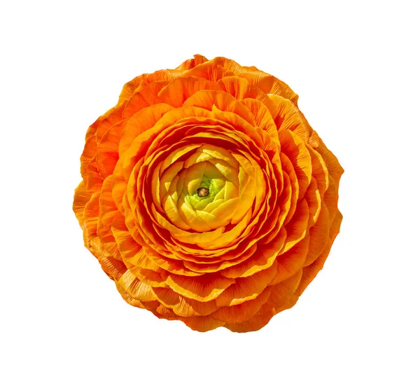 Orange Ranunculus Asiaticus Smörblomma Ovanifrån Isolerad Vit Bakgrund Närbild Objekt — Stockfoto