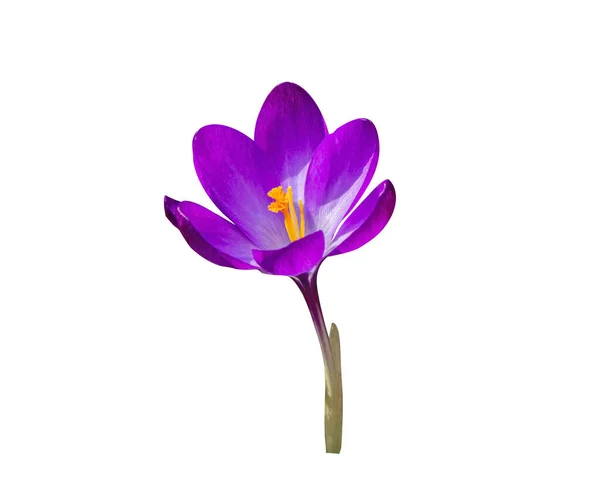 Vacker Lila Våren Krokus Blomma Isolerad Vit Bakgrund Objekt Med — Stockfoto