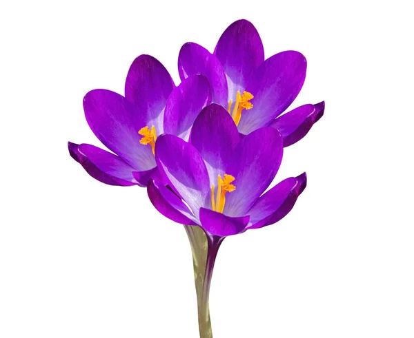 Tre Violetta Blommor Krokus Isolerad Vit Bakgrund Blommor Med Klippning — Stockfoto