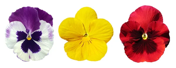Pansy Blommor Eller Vår Trädgård Viola Tricolor Samling Isolerad Vit — Stockfoto