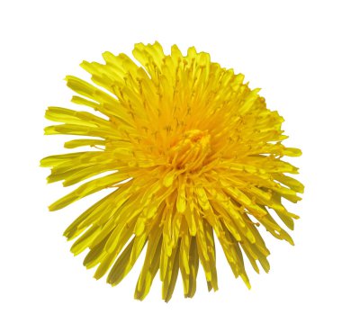 Çiçek açan Karahindiba sarısı kafa kesimi beyaz arka planda izole edilmiş, makro fotoğraf. Kesme yolu olan karahindiba çiçeği kafası. Beyaz sahnede Taraxacum kafası