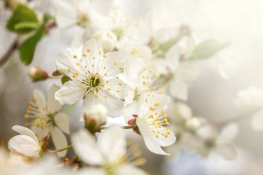Beyaz Çiçeklerle Soyut Bahar Mevsimsel Arkaplanı, Kopya Alanı ile Doğal Çiçek Görüntüsü. Kopya alanı olan Bahar kartları için.