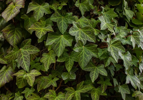 A wall of common Ivy. Usuable as a background or texture. Also known as European ivy, english ivy or ivy. (Hedera helix)