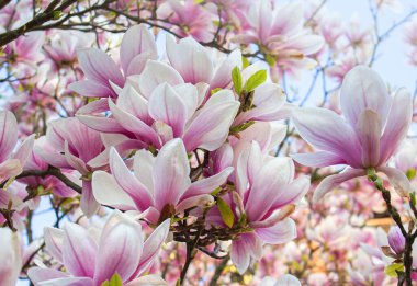 Bahar çiçeği arkaplanı. Güzel açık pembe manolya çiçekleri yumuşak ışıkta.