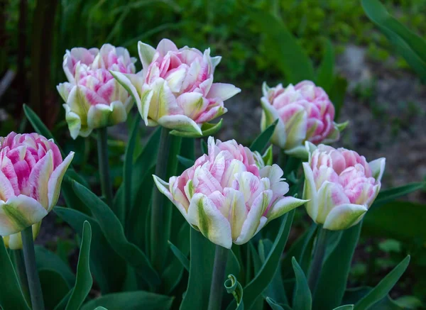 Весной Цветут Тюльпаны Фокстрот Нежный Мягкий Розовый Тюльпан Зелеными Листьями — стоковое фото