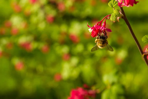 Beautiful Bee with wings pollinates pink flowers. Blurred background. Flying honey bee collecting bee pollen from pink blossom. Bee collecting honey.