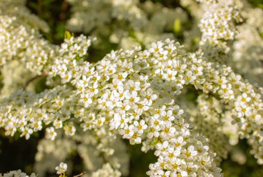 Bahar bahçesindeki Spiraea Vanhouttei 'nin çiçekli dalları. Gün batımının ışının seçici odak noktası..