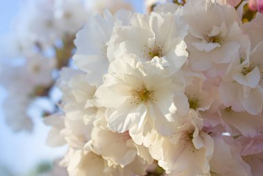 Japon Amanogawa kiraz çiçekleri, yakın plan. Bahar sezonu. Pastel tonlar. Çiçek arkaplan. Çiçekli bahar bahçeleri. Bahar kiraz çiçekleri