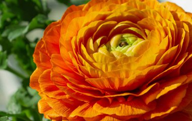 Turuncu Asya Düğünçiçeği makrosu yeşil arkaplanı kapatıyor. Turuncu Ranunculus asiaticus çiçeği. Ranunculaceae Ailesi.