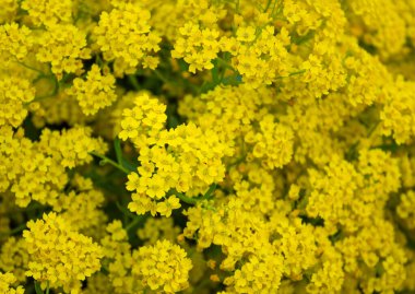 Bahçenin arka planında bulunan sarı çiçek sepetinin veya Aurinia saksafatilis 'in (Alyssum saksafonunun) yakın plan fotoğrafı. Gelişmiş arkaplan.