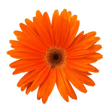 Beyaz arka planda tek turuncu Gerbera çiçeği. Kırpma maskeli bir nesne. Tasarım ögesi.