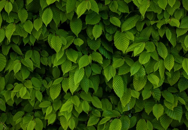 Ulmus pumila celer leaves, European hornbeam or carpinus betulus in the garden. Green leaf pattern with sunlight, Nature texture or background.