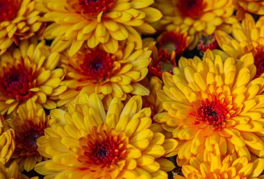 Altın portakallı kasımpatı muhteşem bir çiçek açtı. Gıcır gıcır güneşli bir sabahta yakalandı.