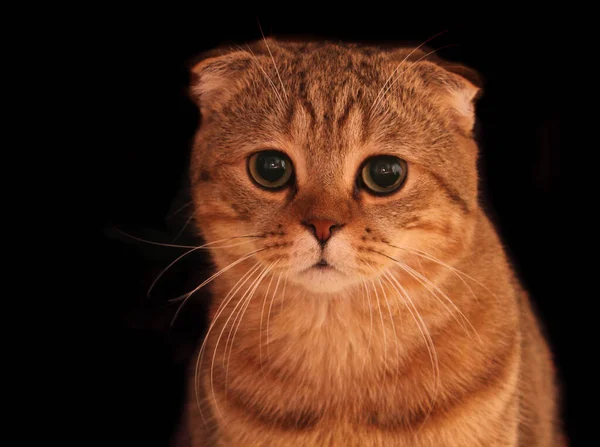 Ung Skotsk Vik Kitten Profil Svart Bakgrund Porträtt Katt Skotska — Stockfoto