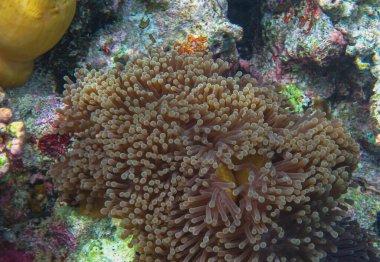 Kahverengi renkli Anemone 'un yakın çekim görüntüsü. Güzel Anemone su altında.