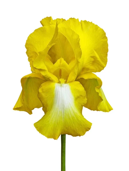 Κίτρινη Ίρις Όμορφο Κοντινό Κίτρινο Fleur Lis Απομονωμένο Λευκό Φόντο — Φωτογραφία Αρχείου