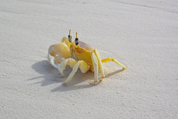 Krab Atlantský Ocypode Quadrata Pláži Kopírovacím Prostorem Žlutý Krab Písku — Stock fotografie