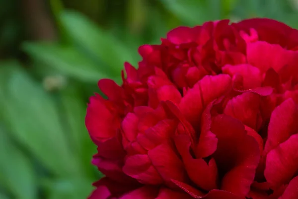 Czerwony Kwiat Piwonii Zbliżenie Selektywną Ostrością Zielonym Nieostrym Tle Niski — Zdjęcie stockowe