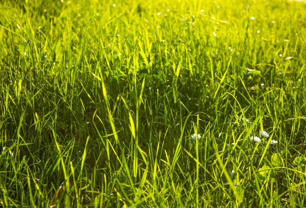 Sun Grass Herbe Verte Fraîche Gros Plan Soleil Brille Sur — Photo