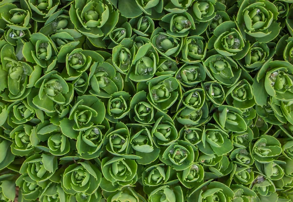 Hylotelephium Telephium Sedum Lombozat Zöldellő Kerti Növények Közelkép Vízcseppekkel Sedum — Stock Fotó