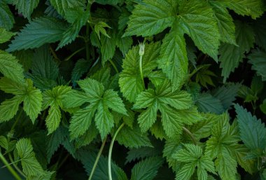 Yeşil Sıçrama 'nın yakın plan arkaplanı, doğal arka plan ve duvar kağıdı. Vahşi sıçrayışlardan oluşan bir duvar arka planda kalır. Bira arkaplanı