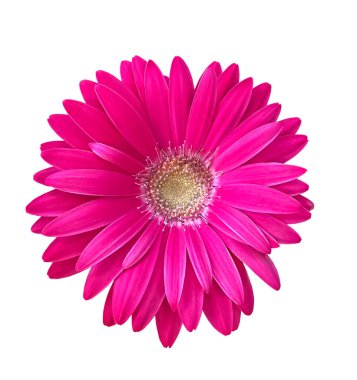 Pembe Gerbera çiçeği kırpma yolu olan beyaz bir arka planda izole edilmiş. Canlı pembe gerbera papatya çiçeği.