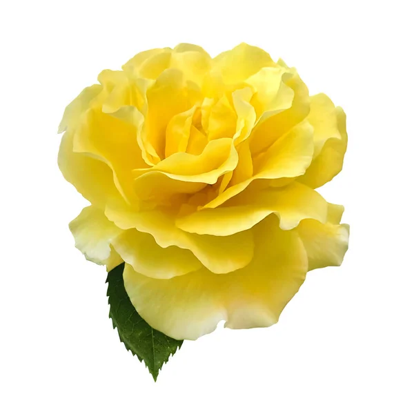 Eine Einzige Goldgelbe Rose Mit Grünem Rosenblatt Isoliert Auf Weißem — Stockfoto