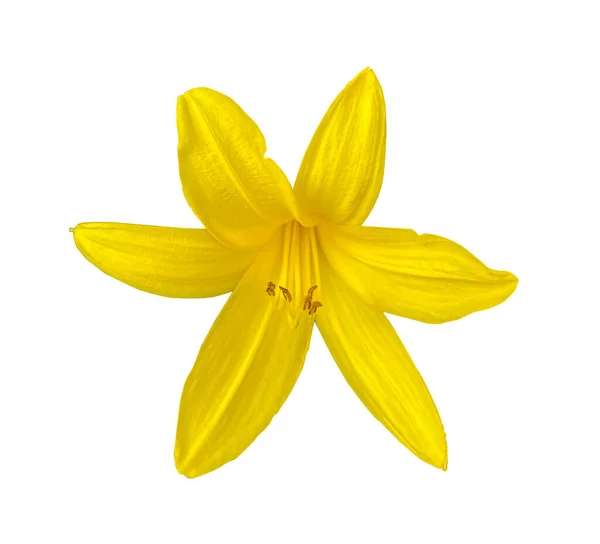 Sommaren Blommande Blomma Gul Lily Isolerad Vit Bakgrund Med Klippning — Stockfoto