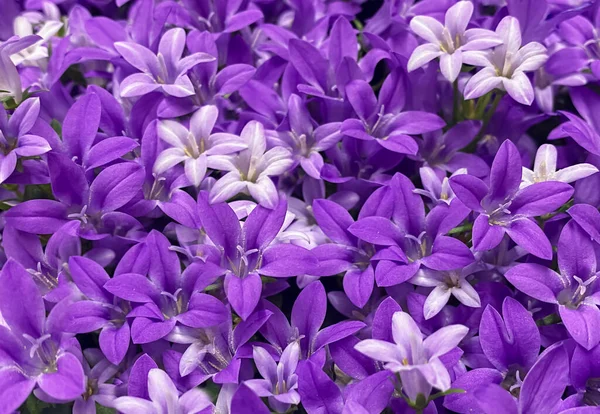 Purple flower Dalmatian Bellflower, Campanula portenschlagiana, close up background. Purple bell flowers in summer garden.