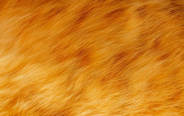 Χαριτωμένο Φόντο Υφή Γάτα Τζίντζερ Κοντινό Πλάνο Της Χνουδωτής Γούνας — Φωτογραφία Αρχείου