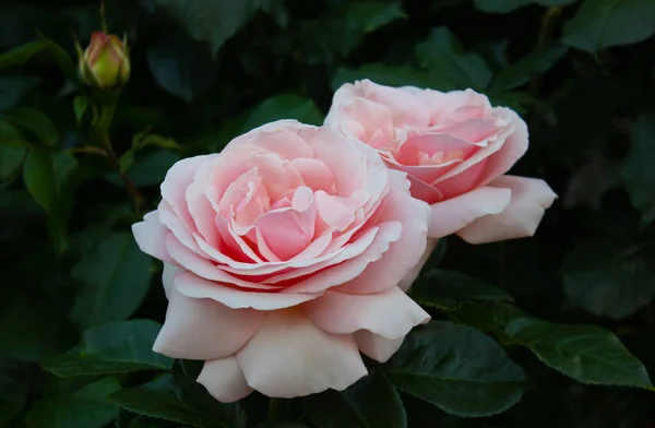 Różowe Kwiaty Rose Zielonymi Liśćmi Rozmytym Ciemnym Tle Piękne Kwitnienie — Zdjęcie stockowe