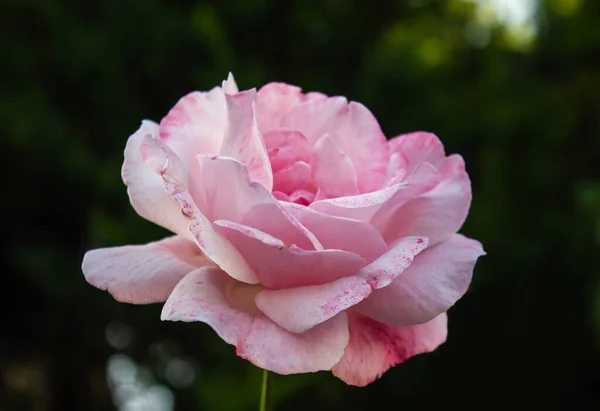 高品質の写真 美しい新鮮な白とピンクの大理石のバラの背景 ヴィンテージスタイルの庭で美しいバラの白ピンク色 — ストック写真