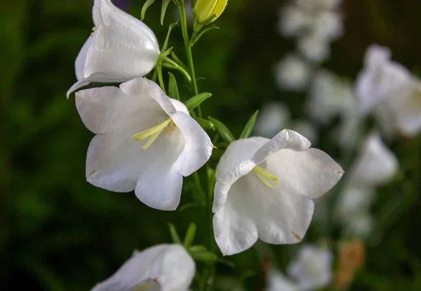 stock image Campanula Carpatica blooms in the summer in the garden. White Carpathian bells. Beautiful floral background with white flowers. White bells close-up.