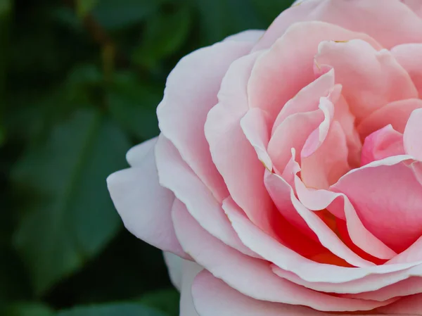 Rosa Blühte Voller Blüte Nahaufnahme Einer Zartrosa Rose Auf Dunkelgrünem — Stockfoto