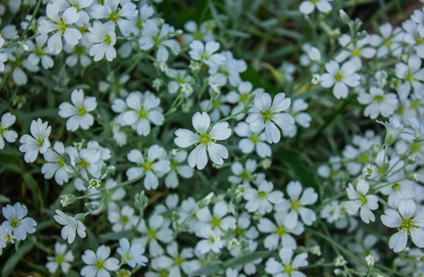 Предпосылки Цветения Cerastium Tomentosum Белоснежные Летние Цветы Улице Красивые Маленькие — стоковое фото