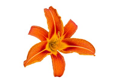 Beyaz arka planda izole edilmiş turuncu Daylily çiçeği. Zambak çiçeği kırpma maskesiyle beyaz arkaplanda izole edilmiş.