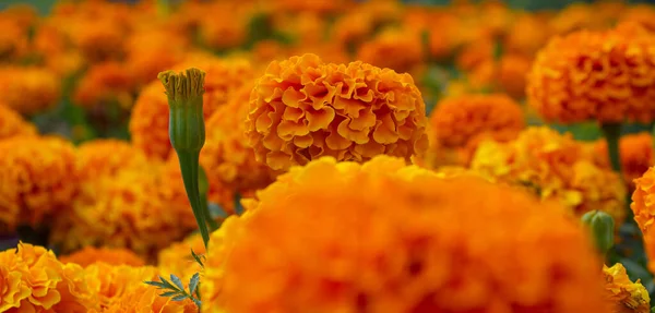 Tagetes Erecta Λουλούδια Φόντο Τοίχο Πανό Κεμπασουχίλ Φλάουερ Tagetes Erecta — Φωτογραφία Αρχείου