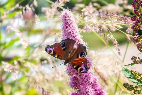 Aglais io or European Peacock Butterfly or Peacock on pink Spiraea flower. Butterfly on flower. A brightly lit red-brown orange butterfly with blue lilac spots on its spread wings sits on purple yellow flowers in sunlight.