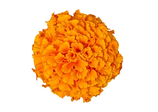 Όμορφο Πορτοκαλί Λουλούδι Marigold Απομονώνονται Λευκό Φόντο Λαμπερές Πορτοκαλί Ετικέτες — Φωτογραφία Αρχείου