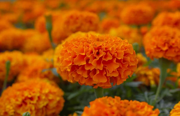 Orange Marigolds Tagetes Erecta Mexikói Körömvirág Azték Körömvirág Afrikai Körömvirág — Stock Fotó