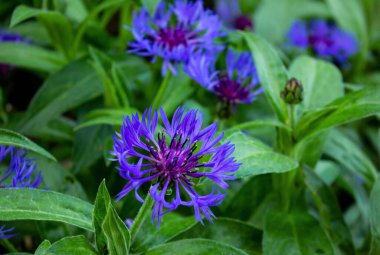 Doğal yeşil yaprakları ve çiçek arkaplanı olan mavi dağ çiçeğinin (Centaurea Montana) yakın çekimi. Çayırlarda ve açık ormanlık alanlarda yetişir. Bahçecilik ve çiçekçilik için bitkiler..