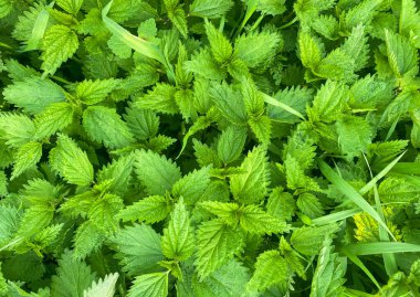 Yeşil Urtica ısırganının makro fotoğrafı. Yeşil ısırgan otu arka planı. Taze yeşil ısırgan otu yaprakları. Botanik desen. Isırgan otu çalısı.