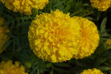 Tagetes Erekta L. 'in sarı güzel çiçekleri ya da bahçedeki Marigold. Kıvırcık Sarı Kadife Çiçeklerinin Başı.