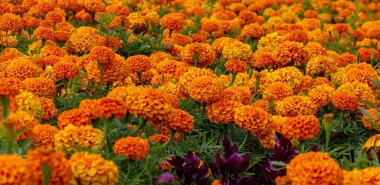 Bahçede bir sürü güzel turuncu kadife çiçekleri var. Meksika, Aztek ya da Afrika kadife çiçeği (Tagetes erecta). Kadife çiçekleri karışık renk arkaplanı.