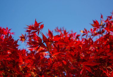 Kırmızı Acer Palmatum, yaygın olarak palmat akçaağaç, Japon akçaağaç ya da akçaağaç yaprakları olarak bilinir açık mavi gökyüzünde fotokopi alanı ile birlikte. Parlak kırmızı yapraklar sonbahar arkaplanı.