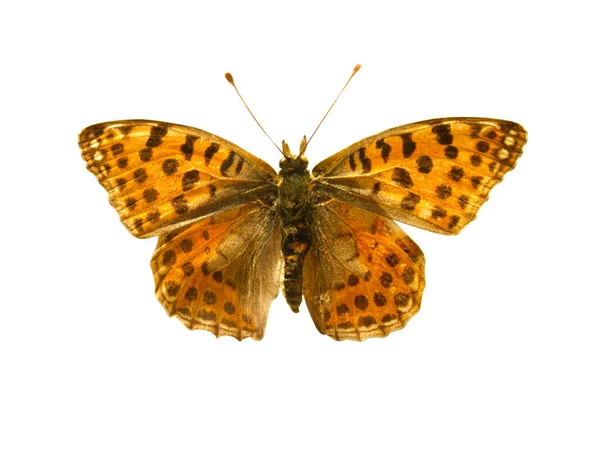 オレンジ色の蝶と黒い点と開いた翼が飛ぶ昆虫の蝶としてトップビューにあります 白い背景に隔離された醸造アルギニスニオブ — ストック写真