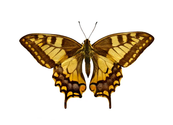 Papillon Queue Hirondelle Vieux Monde Papilio Machaon Isolé Sur Blanc — Photo